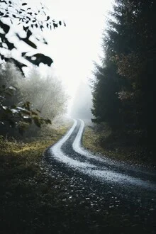 Fotokunst von Patrick Monatsberger: Nebeliger Waldweg mit Farne und Bäumen