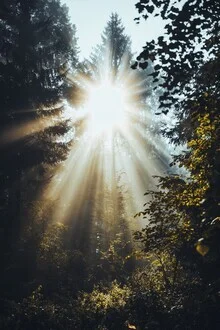 Fotokunst von Patrick Monatsberger: Lichtstrahlen durch einen nebligen Wald