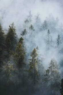 Fotokunst von Patrick Monatsberger: ruhiger Nebelwald bei sanftem Licht