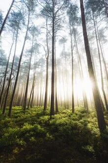 Morgendliche Lichtstrahlen durch einen nebligen Wald in Hessen.