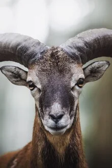 Waldleben Fotokunst von Patrick Monatsberger: neugieriger Mufflon im Wald.