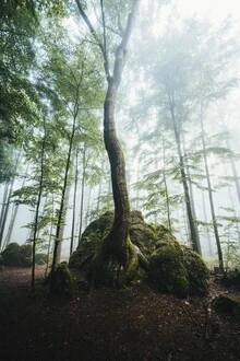 Fotokunst von Patrick Monatsberger: Baum in nebliger Herbstlandschaft