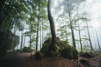 Patrick Monatsberger, Baum auf Fels (Deutschland, Europa)