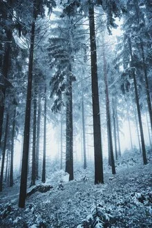 Frostige Baumlandschaft mit sanften Blautönen und Nebel im Hintergrund