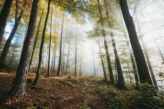 Fotokunst von Patrick Monatsberger: sanfte Lichtstrahlen im herbstlichen Wald