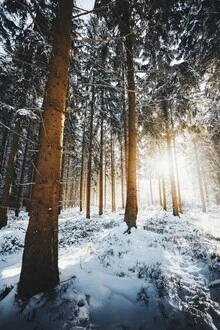 Winterwald mit sanften Sonnenstrahlen, gemütliche Atmosphäre, sanfte Farben.