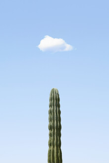 Rupert Höller, Growing (Morocco, Africa)