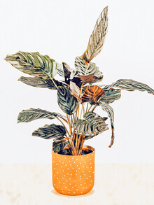 Uma Gokhale, Botany II (Indien, Asien)