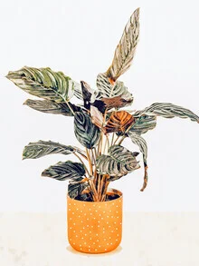 Wall art by Uma Gokhale: colorful watercolor illustration of leaves