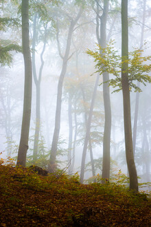 Martin Wasilewski, Foggy Forest (Germany, Europe)