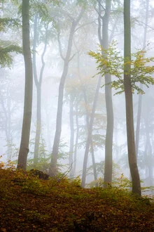Fotokunst von Martin Wasilewski: Nebeliger Wald mit Bäumen in sanften Tönen