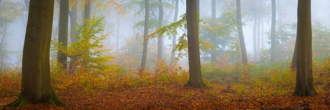 Fotokunst von Martin Wasilewski: Buchen im Nebel, ruhige Waldlandschaft