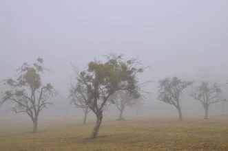 Photo art by J.A. Fischer: fog envelops trees in a tranquil landscape