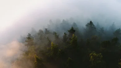 Photo art by Lukas Gleich: fog envelops a forest in soft morning hues.