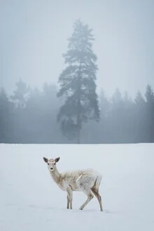 Fotokunst von Patrick Monatsberger: Reh im verschneiten Winterwald, sanfte und ruhige Stimmung