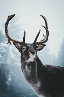 Waldszene mit Rotwild: ein majestätischer Hirsch im sanften Licht des Waldes.