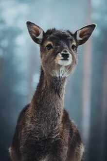 Zartes Wesen: niedlicher Rehbock im Winterwald mit schneeüberzogenem Boden.