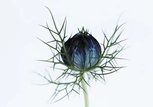 Beautiful close-up of a flower, appearing delicate and intricate.