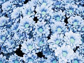 Photo art by Uma Gokhale: dark floral composition with a mysterious vibe