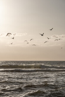 Mareike Böhmer, Birds and The Sea 3 - Denmark, Europe)