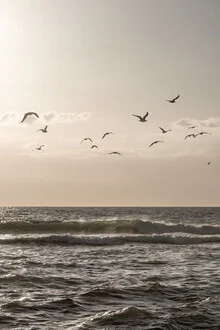 Birds and The Sea 3 - Fineart photography by Mareike Böhmer