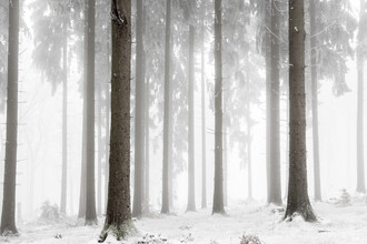 Mareike Böhmer, Winter Forest (Deutschland, Europa)