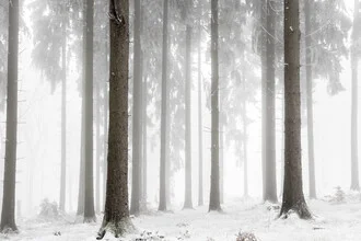 Winter Forest - fotokunst von Mareike Böhmer
