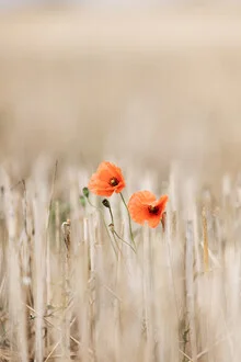 Summer Poppies - Fineart photography by Mareike Böhmer