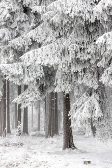 Mareike Böhmer, Winter Forest 2