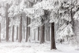 Winter Forest 3 - fotokunst von Mareike Böhmer