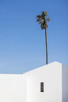 Photo art by Mareike Böhmer: minimalist depiction of a palm tree in Portugal