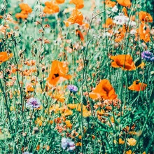 Photo art by Uma Gokhale: blooming meadow in vibrant colors