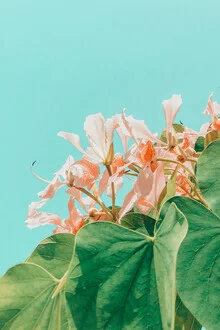 Photo art by Uma Gokhale: colorful flowers in a blooming garden under a blue sky.