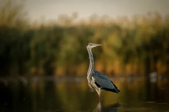 Gray heron by the lake shore, a calm moment in nature with gentle water ripples.