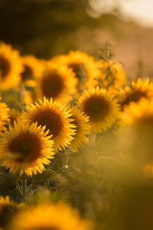 Christian Noah, Sunflowers in the evening sunlight - Germany, Europe)
