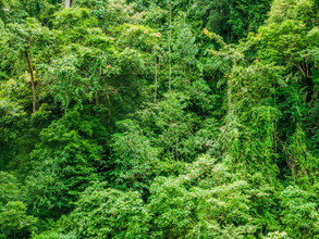 Johann Oswald, The Jungle
