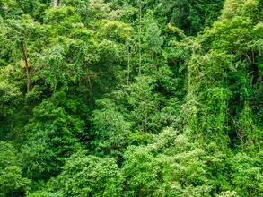 Beautiful photo art: dense jungle with lush greenery