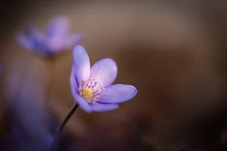 Fotokunst von Christian Noah: Leberblümchen im Abendlicht auf sanften Hügeln
