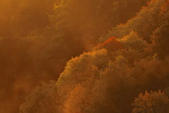 Fog gently enveloping a colorful autumn forest on a sunny morning.