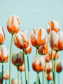 Illustration by Uma Gokhale: Summery flowers in a garden beneath a blue sky.