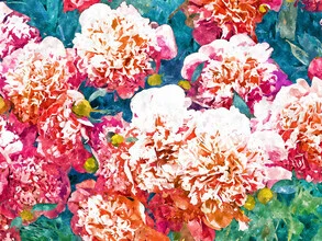 Photo art by Uma Gokhale: delicate floral composition with colorful petals