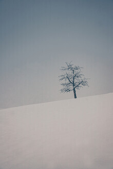 Eva Stadler, Orchard in Winter (Austria, Europe)