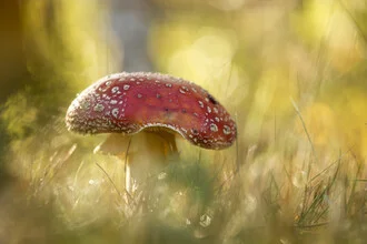 Toadstool in warm morning light on a meadow