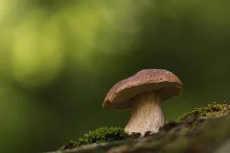 Porcini-Pilz im grünen Rotbuchenwald, sanfte Lichtspiel und herbstliche Stimmung