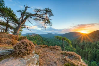 Sonnenaufgang im Pfälzerwald mit Bäumen und Burgruine Altdahn in friedlicher Morgenstimmung