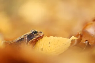 Photo art by Christian Noah: common frog among colorful autumn leaves