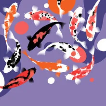 Illustration by Pia Kolle: Koi fish swimming in clear water.