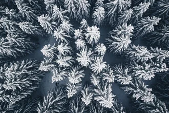 Aerial view of a winter forest with snow-covered trees and a calm atmosphere