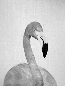 Photo art by Gal Pittel: black-and-white flamingo in soft tones.