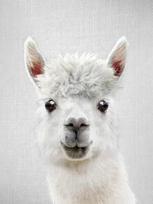 Llama on a farm, friendly and curious, captured in soft colors